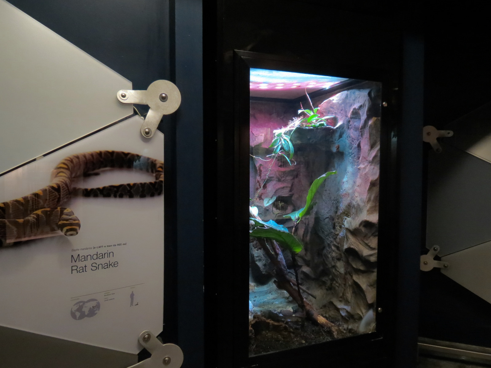 Rainforest - Mandarin Rat Snake Exhibit