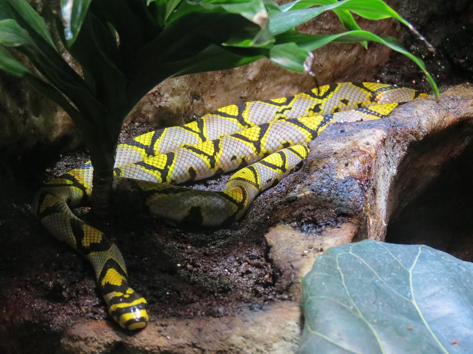 Rainforest - Mandarin Rat Snake Exhibit