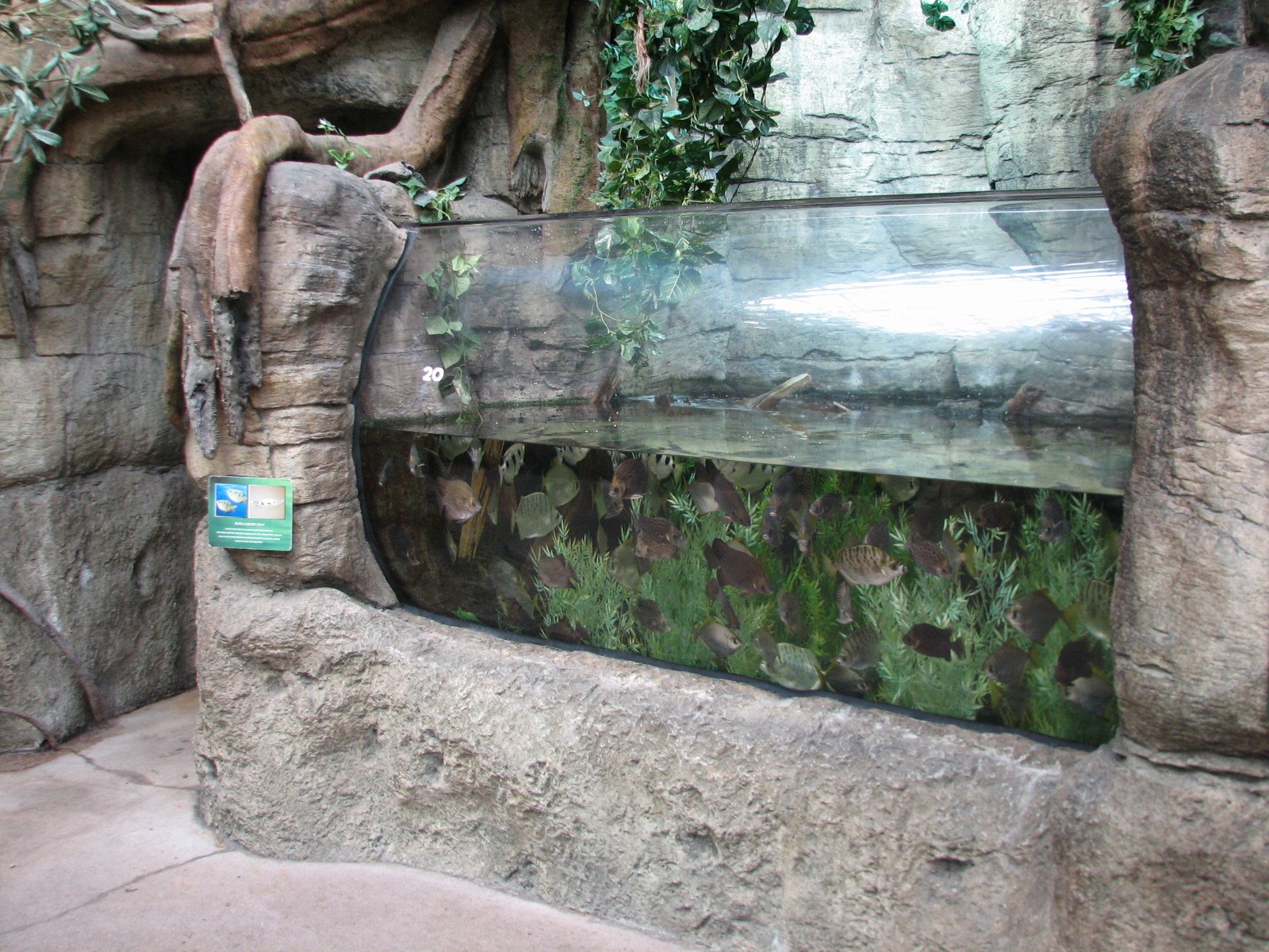 Rainforest - mangrove Aquarium