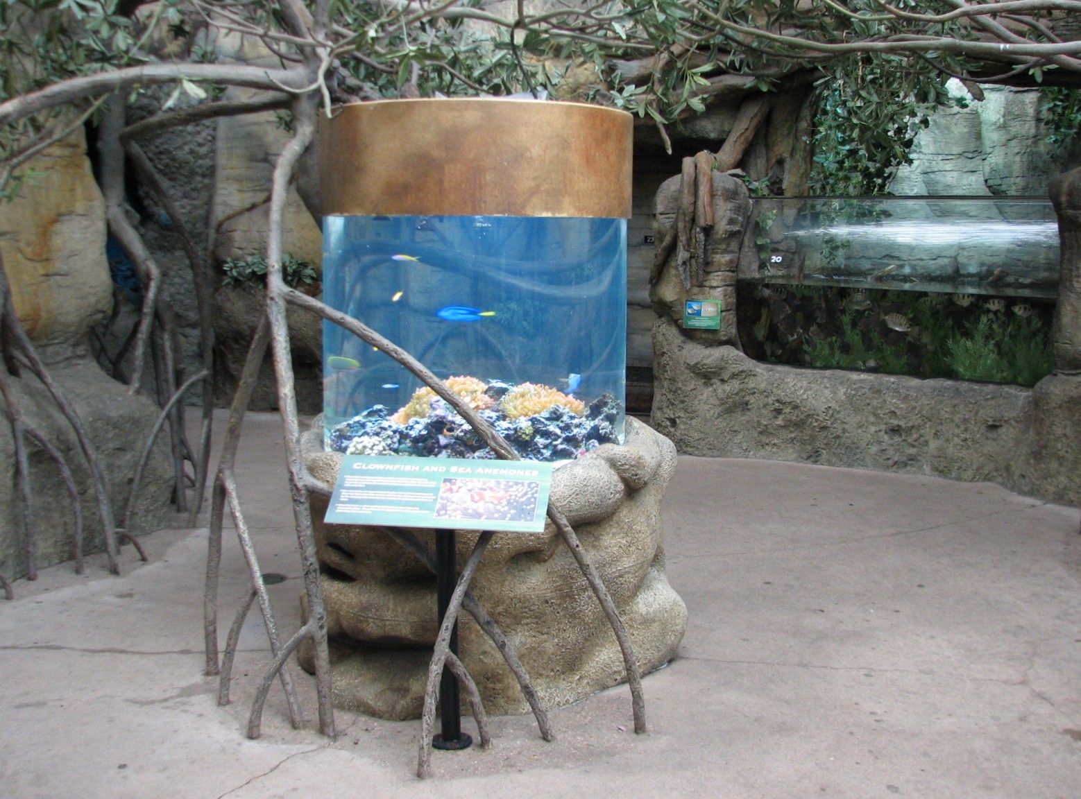 Rainforest - Mangrove Aquariums