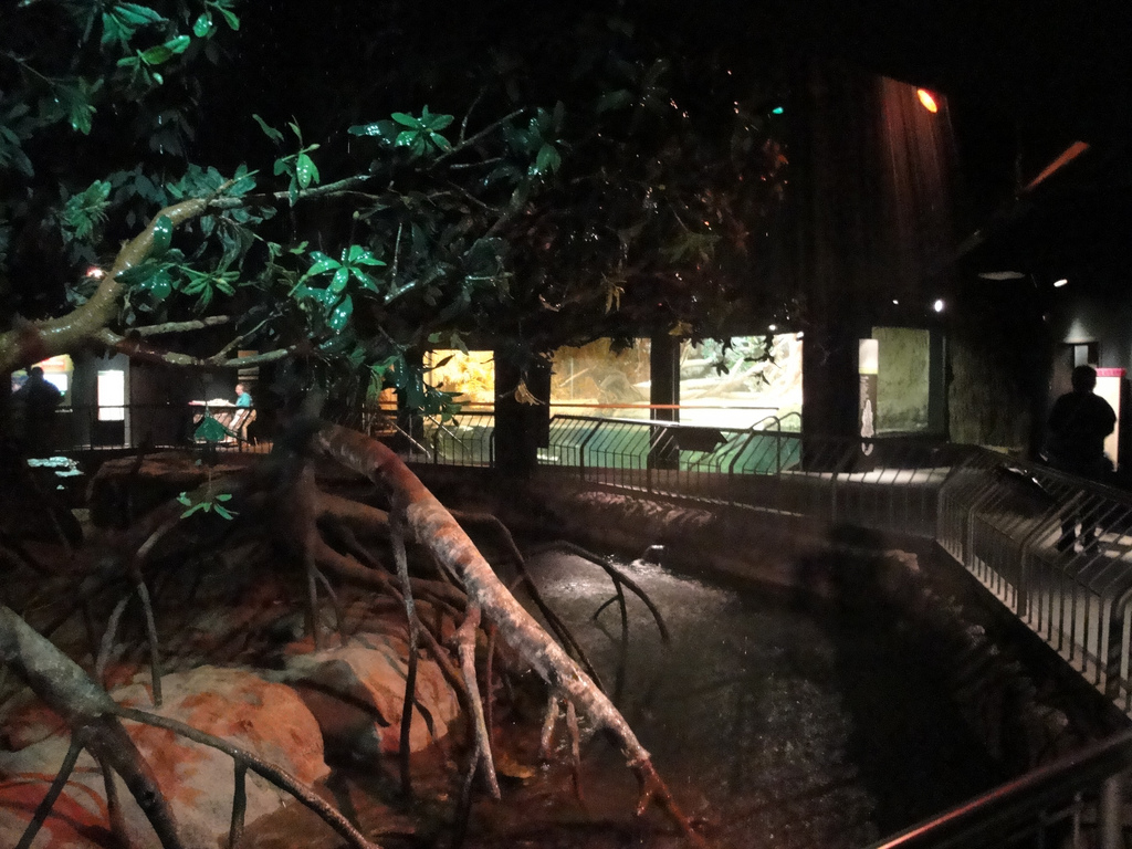 Rainforest - Mangrove Exhibit