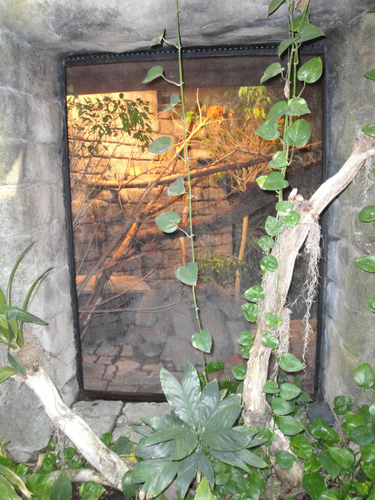 Rainforest - Marmoset Exhibit