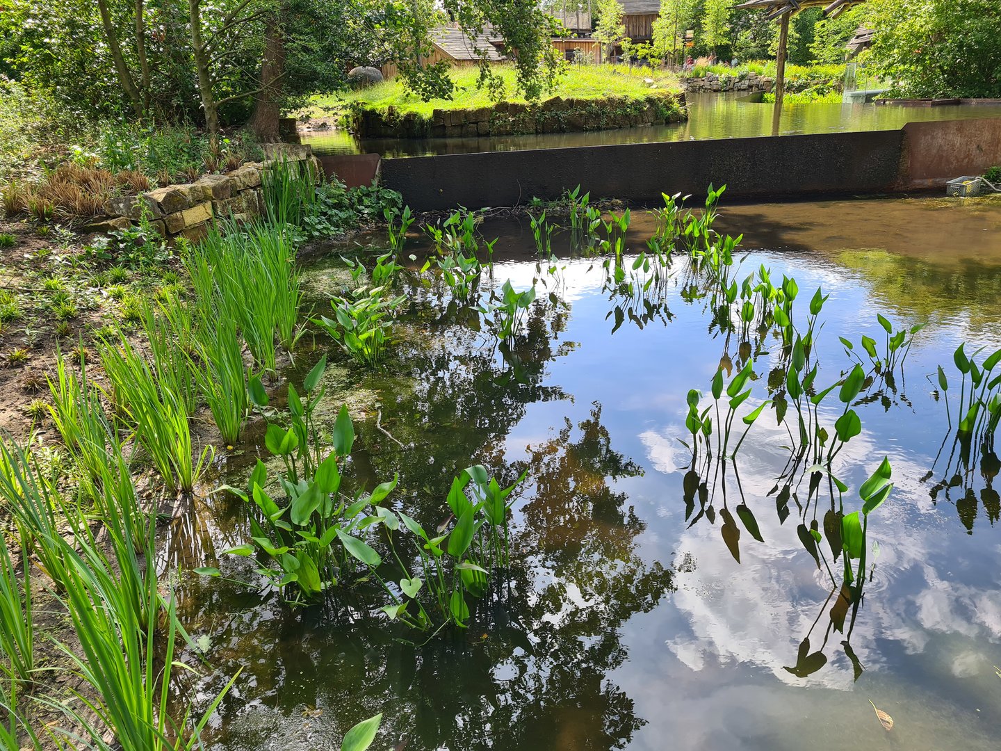 Rainforest - Marsh area near Tapir enclosure