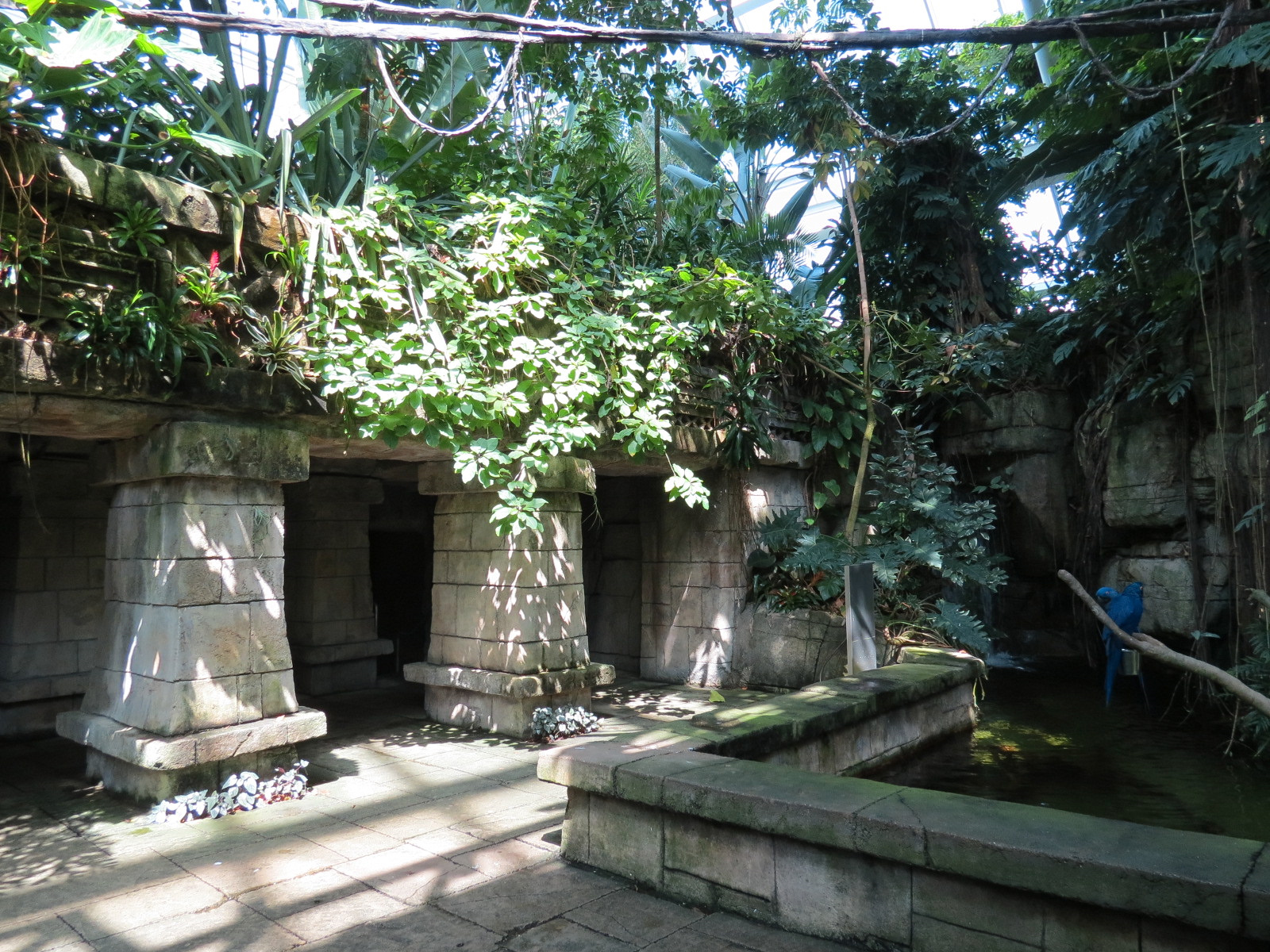 Rainforest - Mayan Temple Area