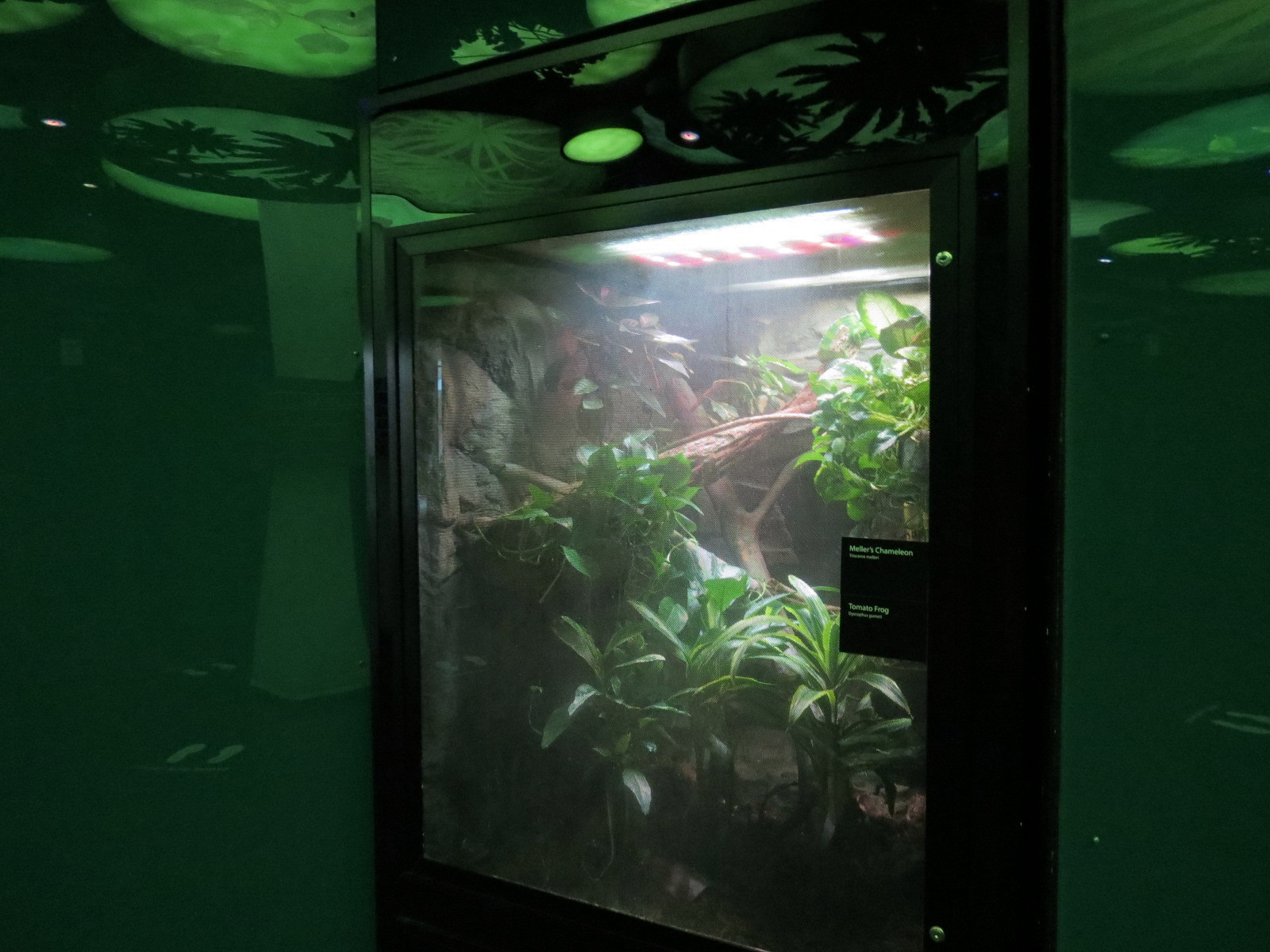 Rainforest - Meller's Chameleon Exhibit