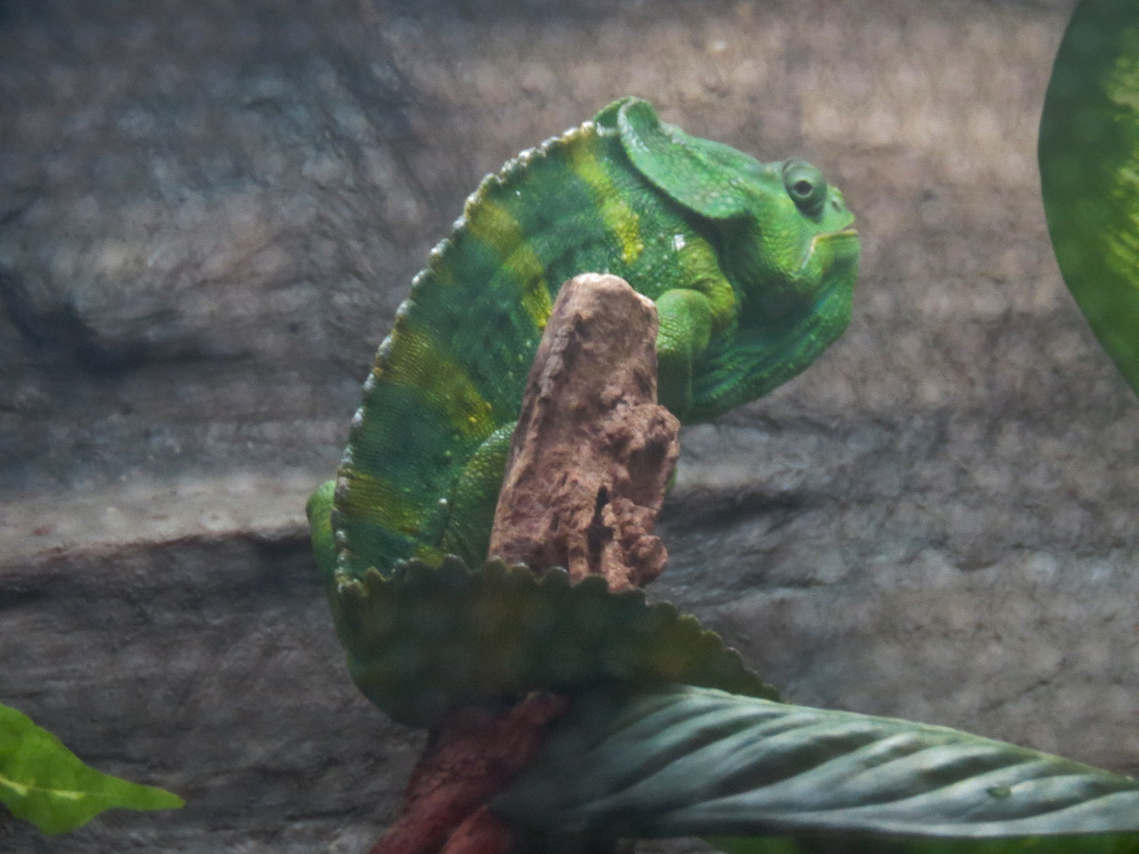 Rainforest - Meller's Chameleon Exhibit