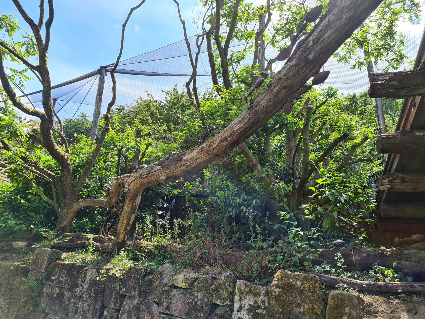 Rainforest - Metal leafcutter ants