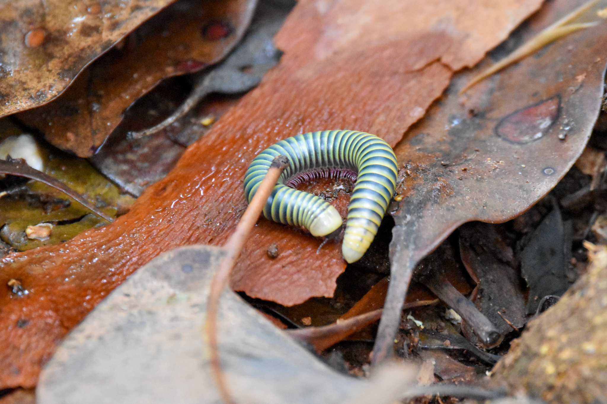 Rainforest Millipede
