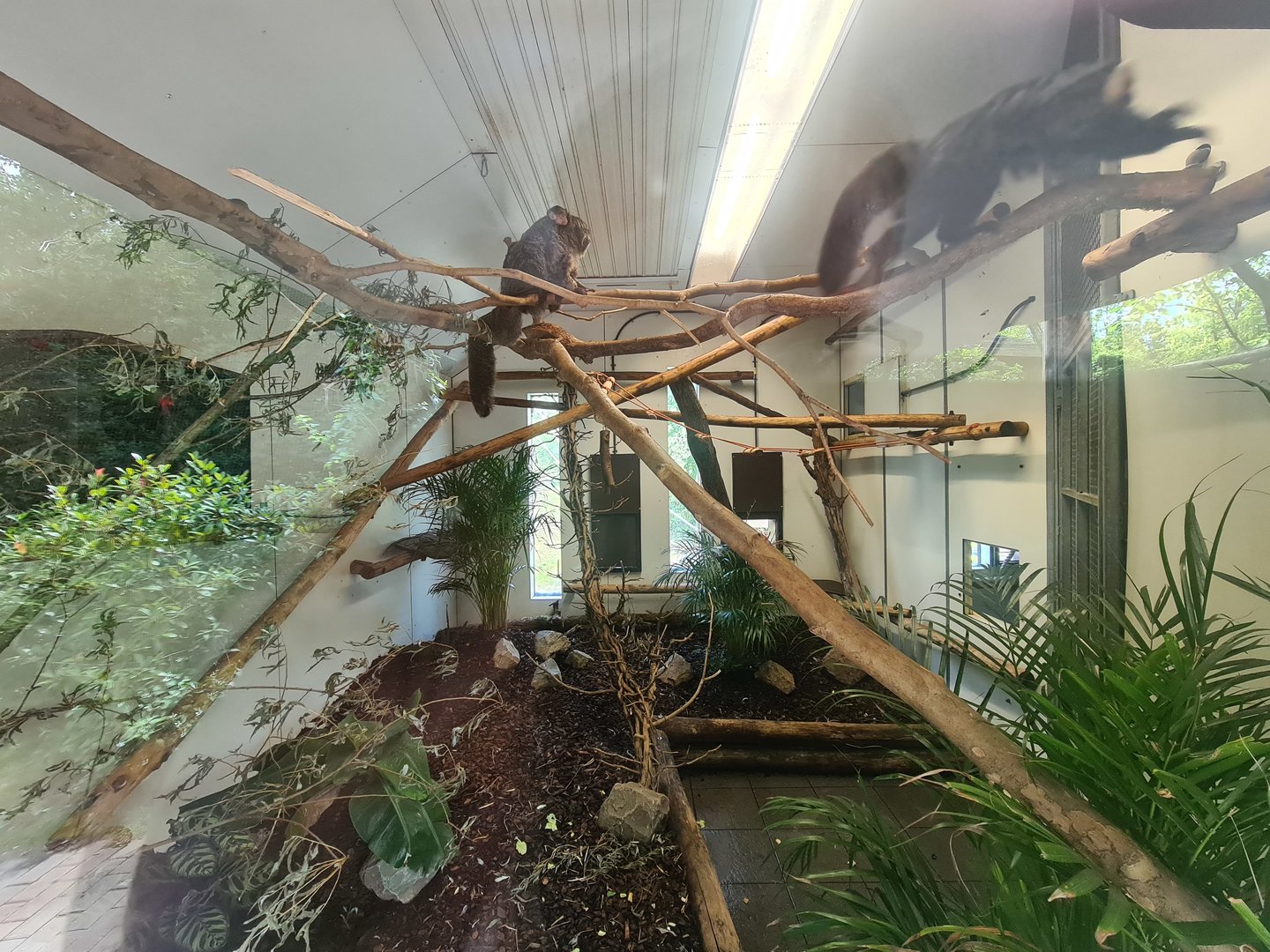 Rainforest - Mixed primate island indoor holding