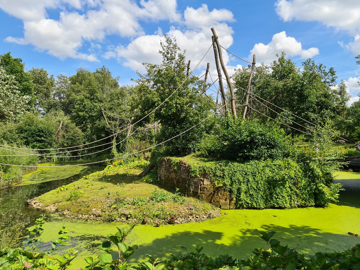 Rainforest - Mixed primate island