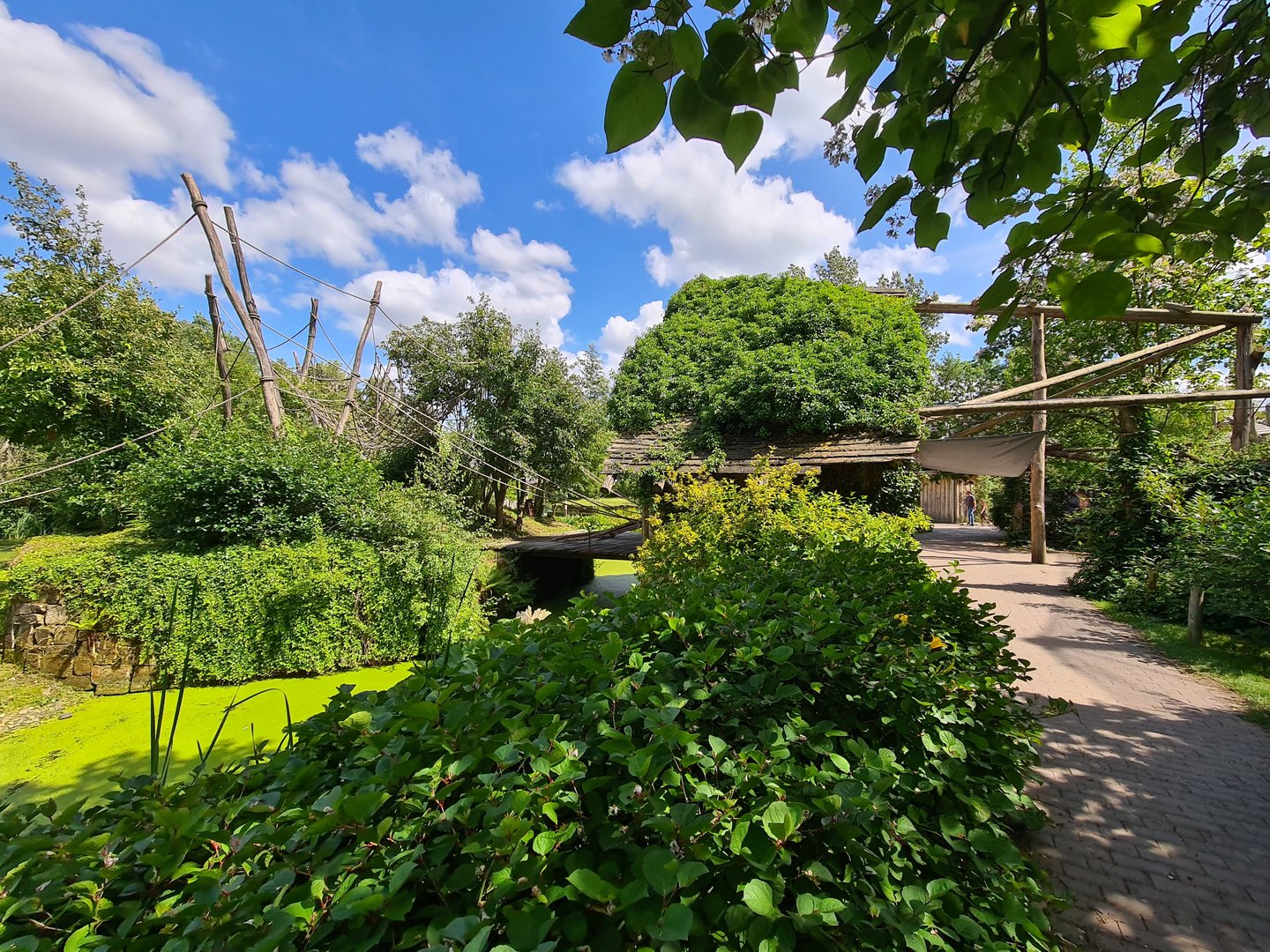 Rainforest - Mixed primate island