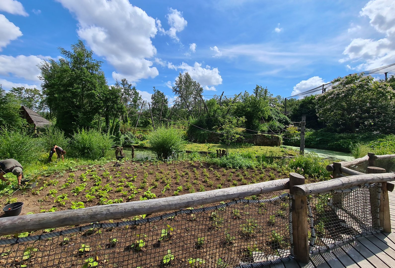 Rainforest - New planted area