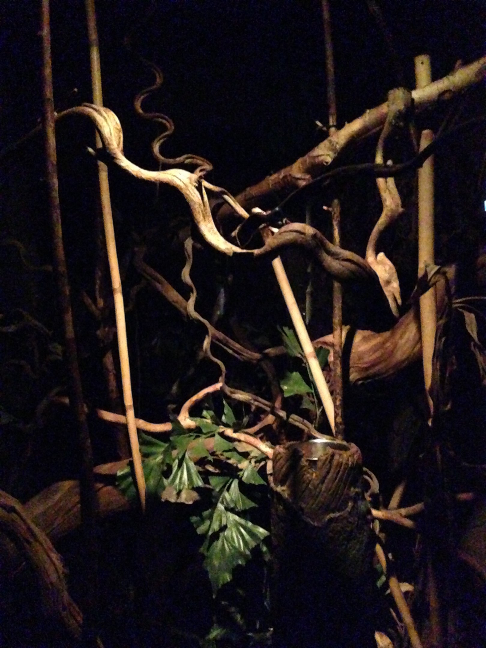 Rainforest Night walkthrough 2016