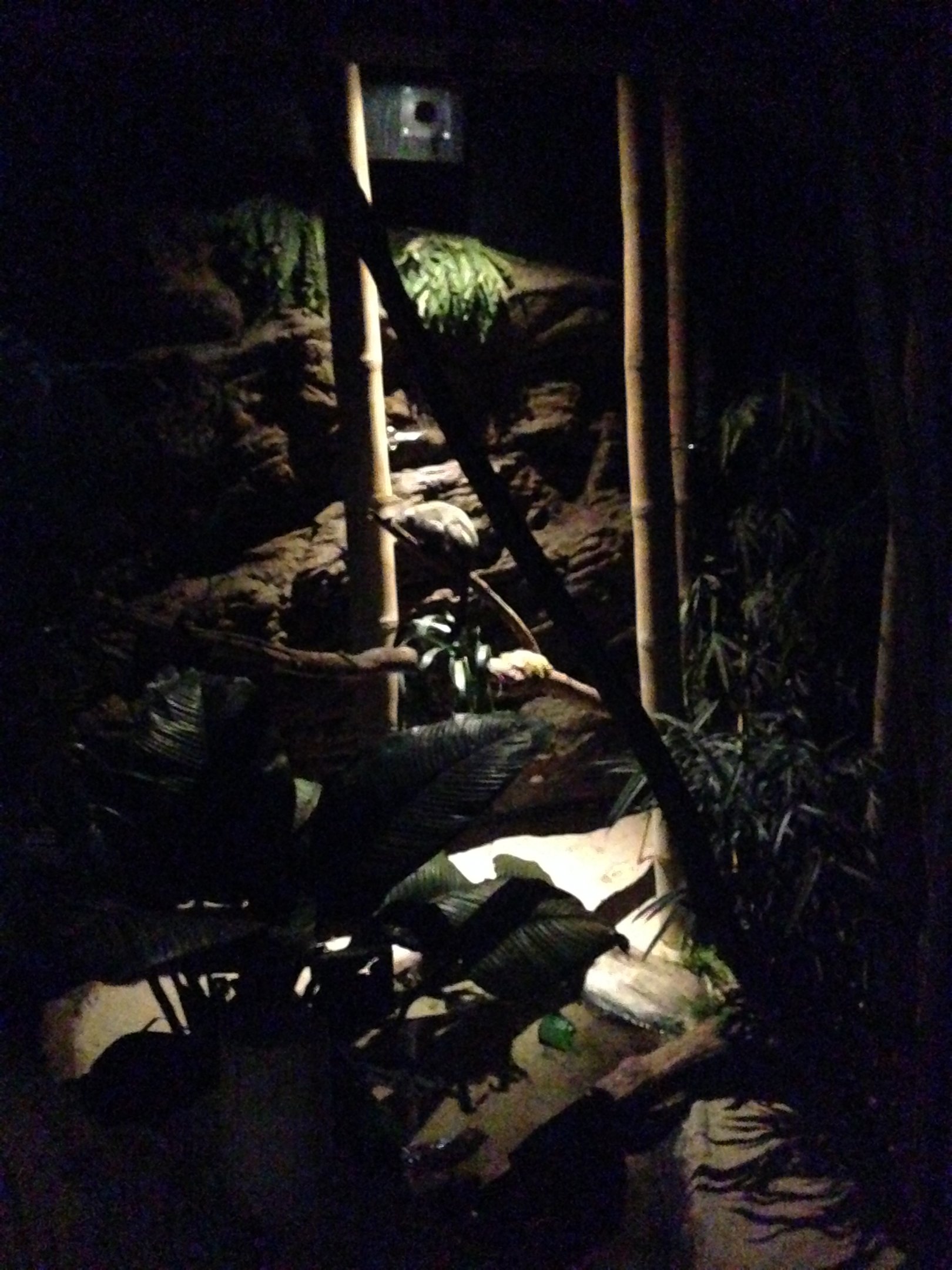 Rainforest Night walkthrough 2016