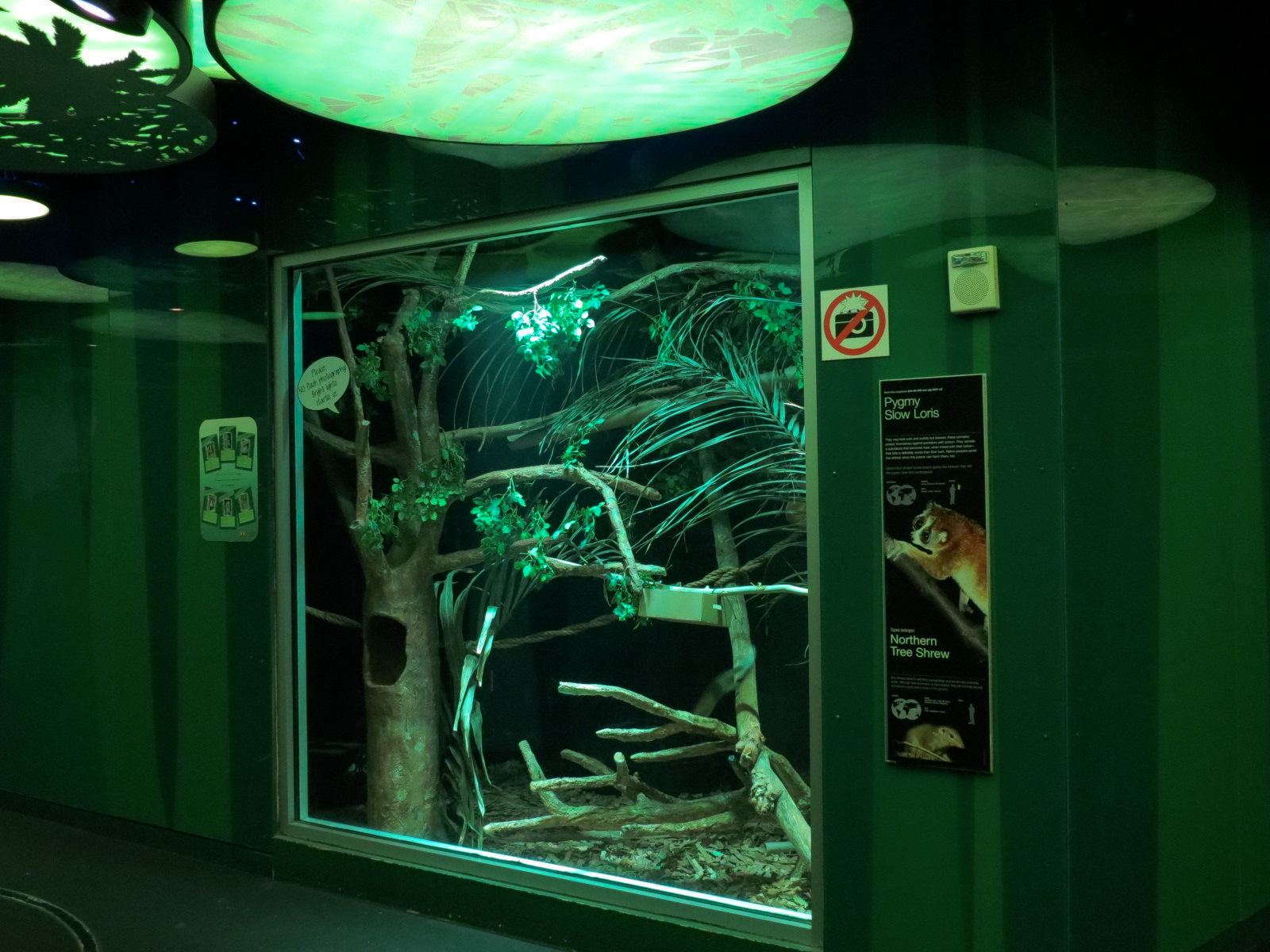 Rainforest - Northern Tree Shrew and Pygmy Slow Loris Exhibit