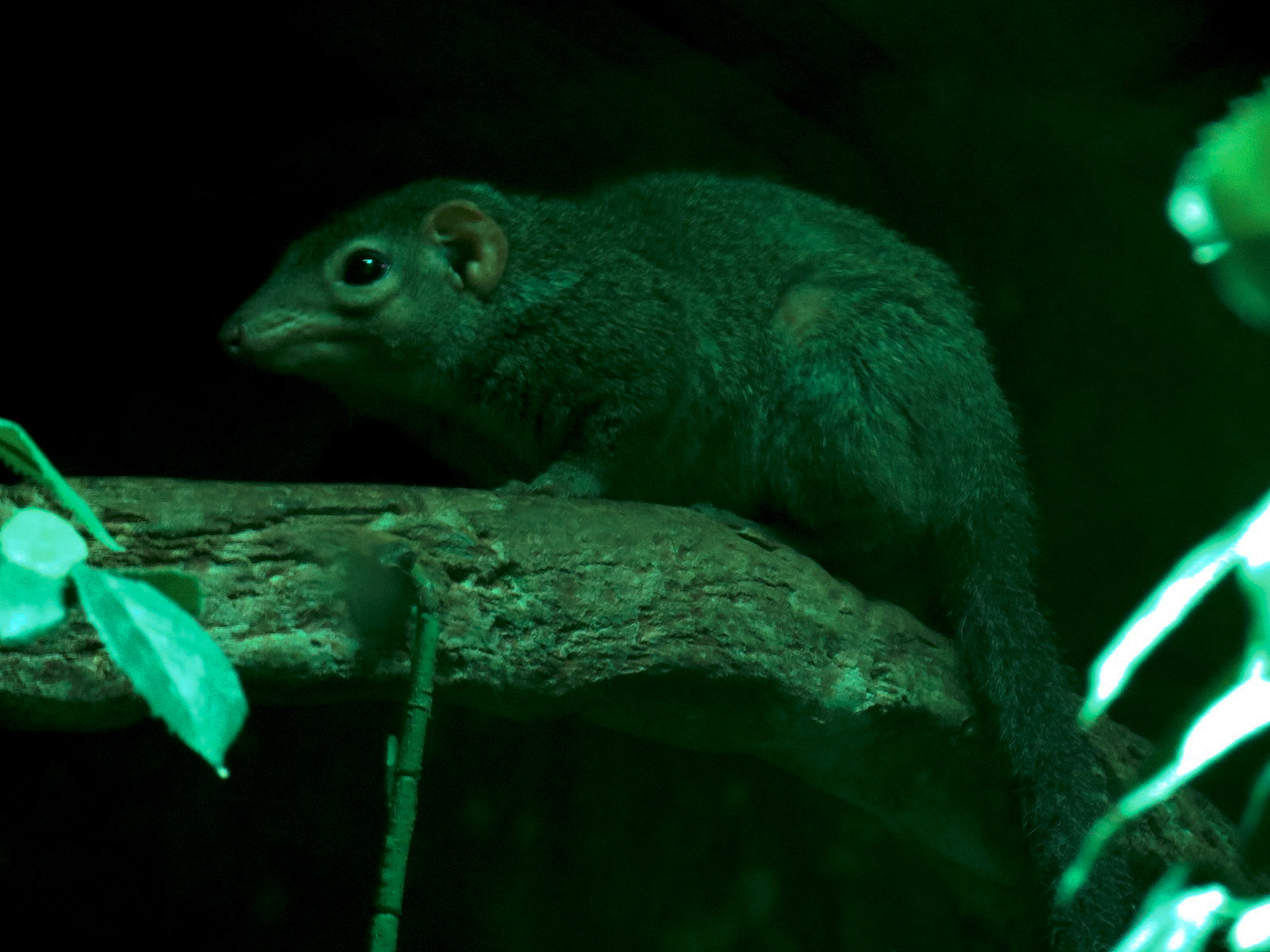 Rainforest - Northern Tree Shrew and Pygmy Slow Loris Exhibit