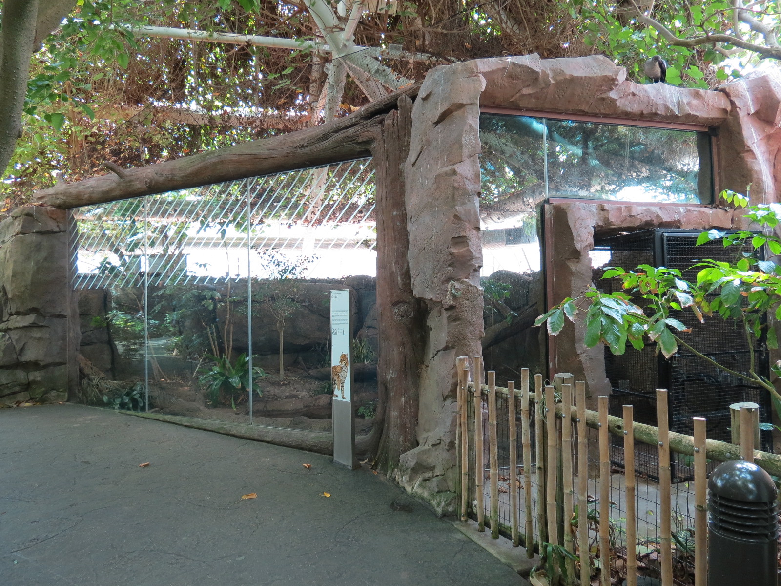 Rainforest - Ocelot Exhibit