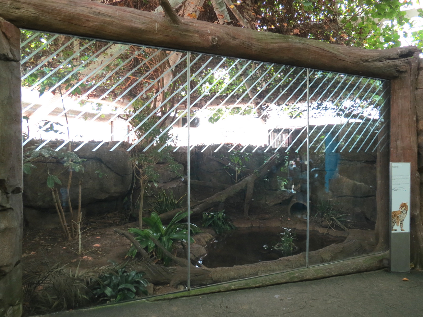 Rainforest - Ocelot Exhibit
