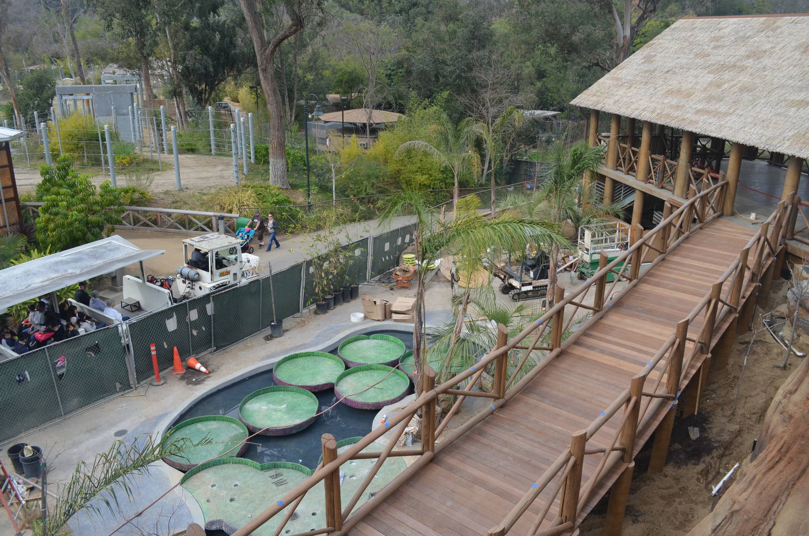 Rainforest of the Americas