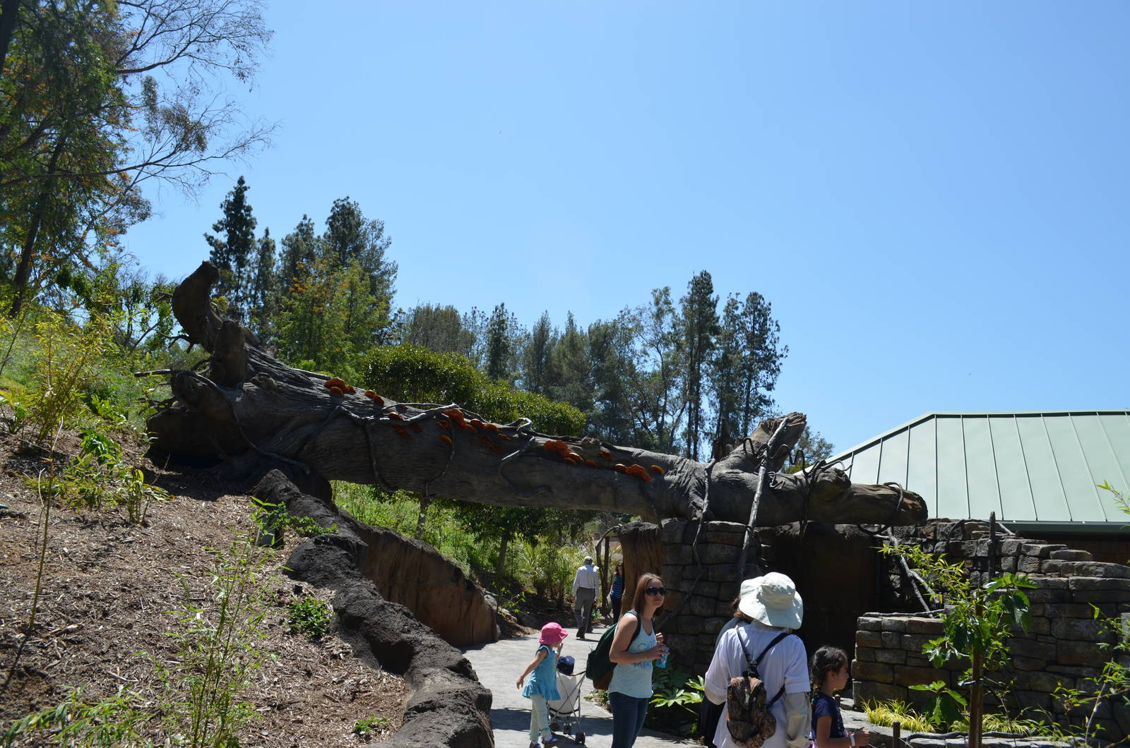 Rainforest Of The Americas