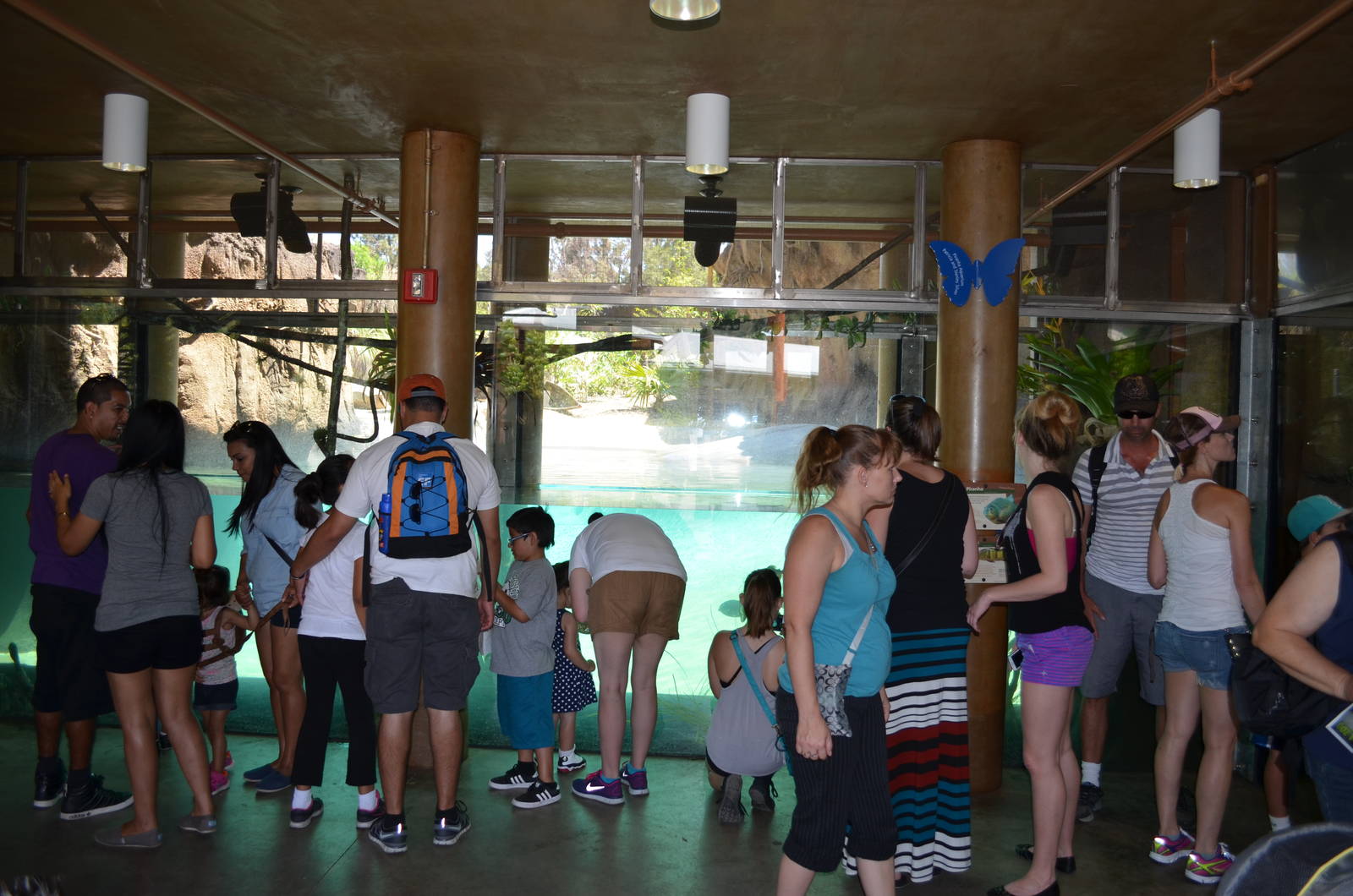 Rainforest of the Americas