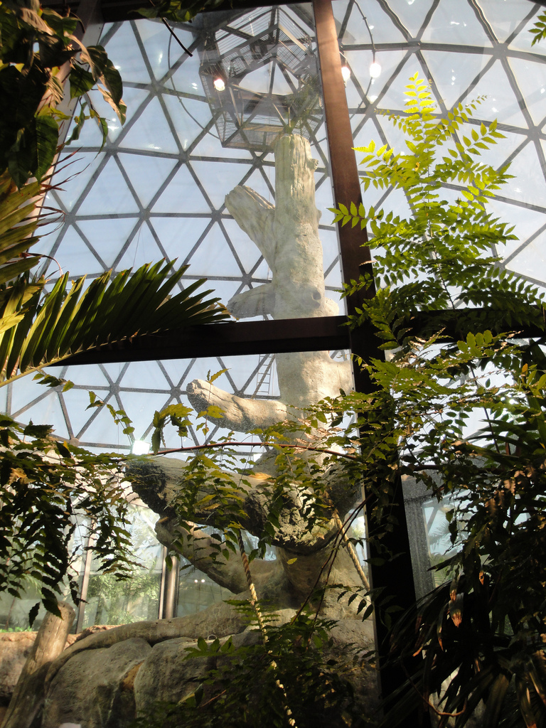 Rainforest - Orangutan Dome