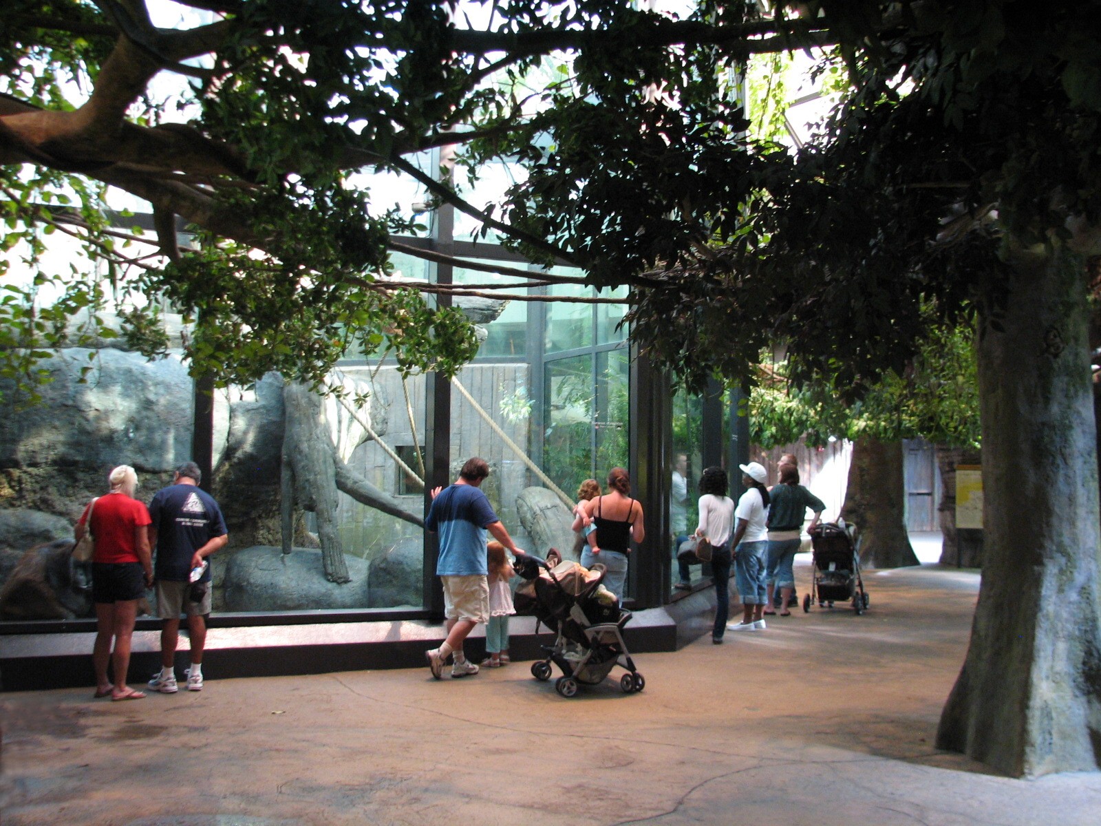 Rainforest - Orangutan Exhibit Viewing Area