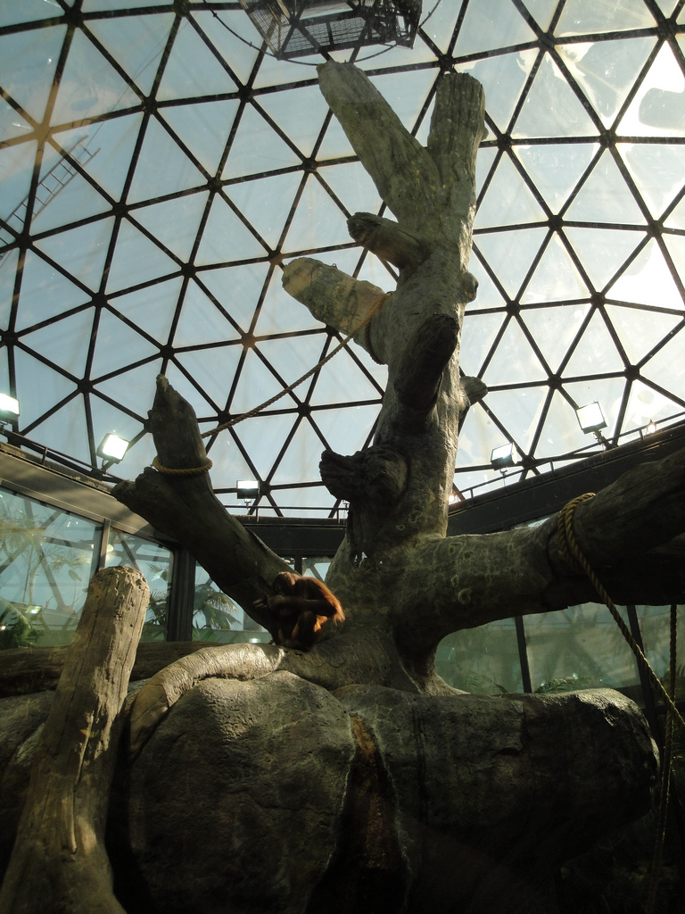 Rainforest - Orangutan Exhibit