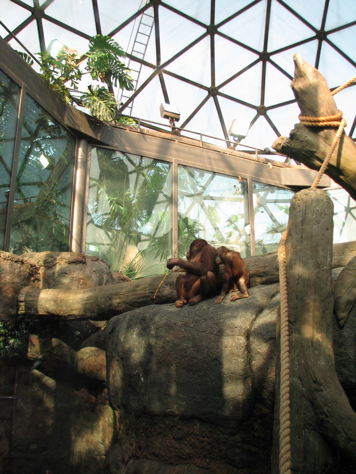 Rainforest - Orangutan Exhibit
