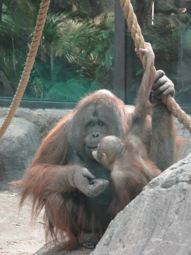 Rainforest - Orangutans
