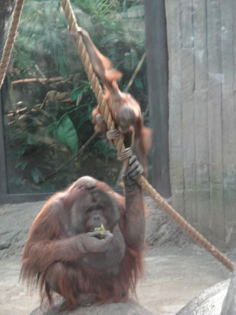 Rainforest - Orangutans