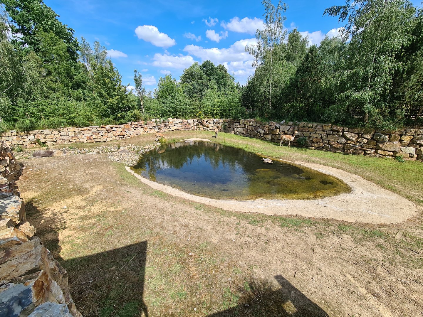 Rainforest - Pampas enclosure