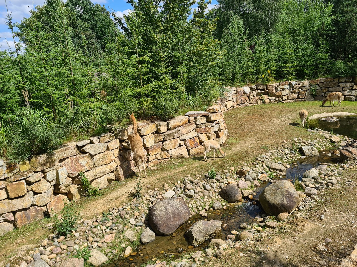 Rainforest - Pampas enclosure