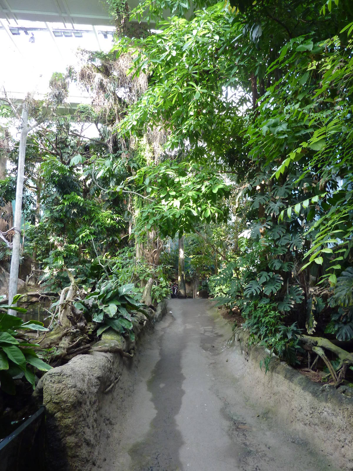 Rainforest path, 7th April 2012.