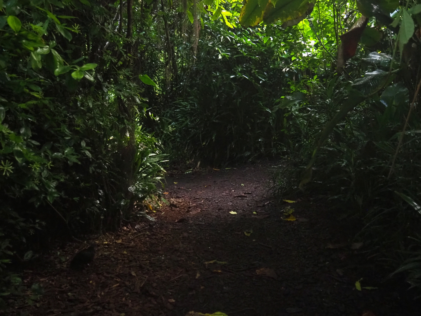 Rainforest pathway in Burgers' Bush (Sep 16th, 2018)