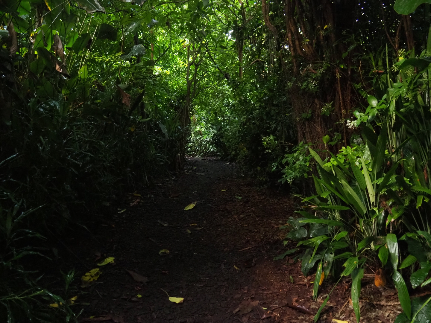 Rainforest pathway in Burgers' Bush (Sep 16th, 2018)