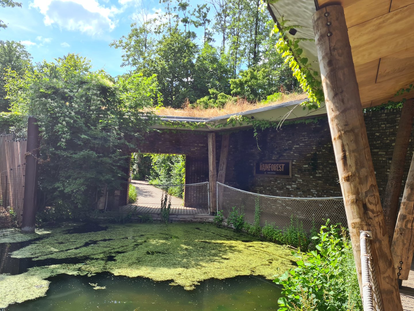 Rainforest - Pathway near Gorillas and future Bongo enclosure