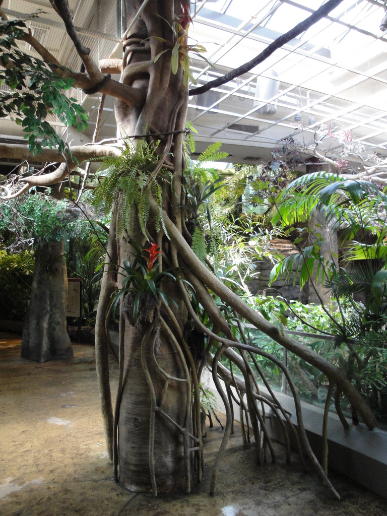 Rainforest - Pathway