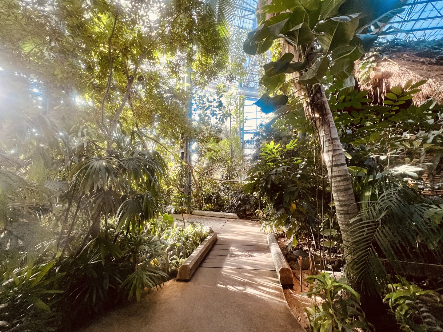 Rainforest Pathway