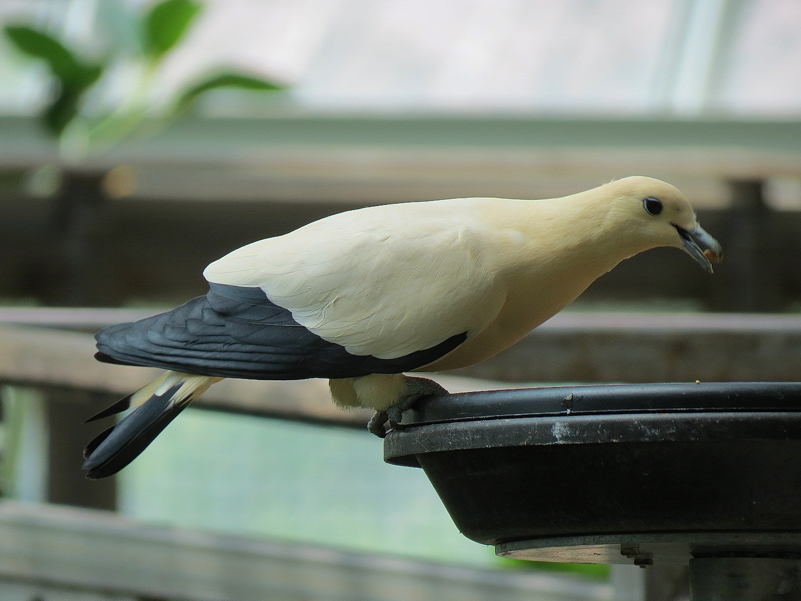 Rainforest - Pied Imperial Pigeon (Free Roaming)