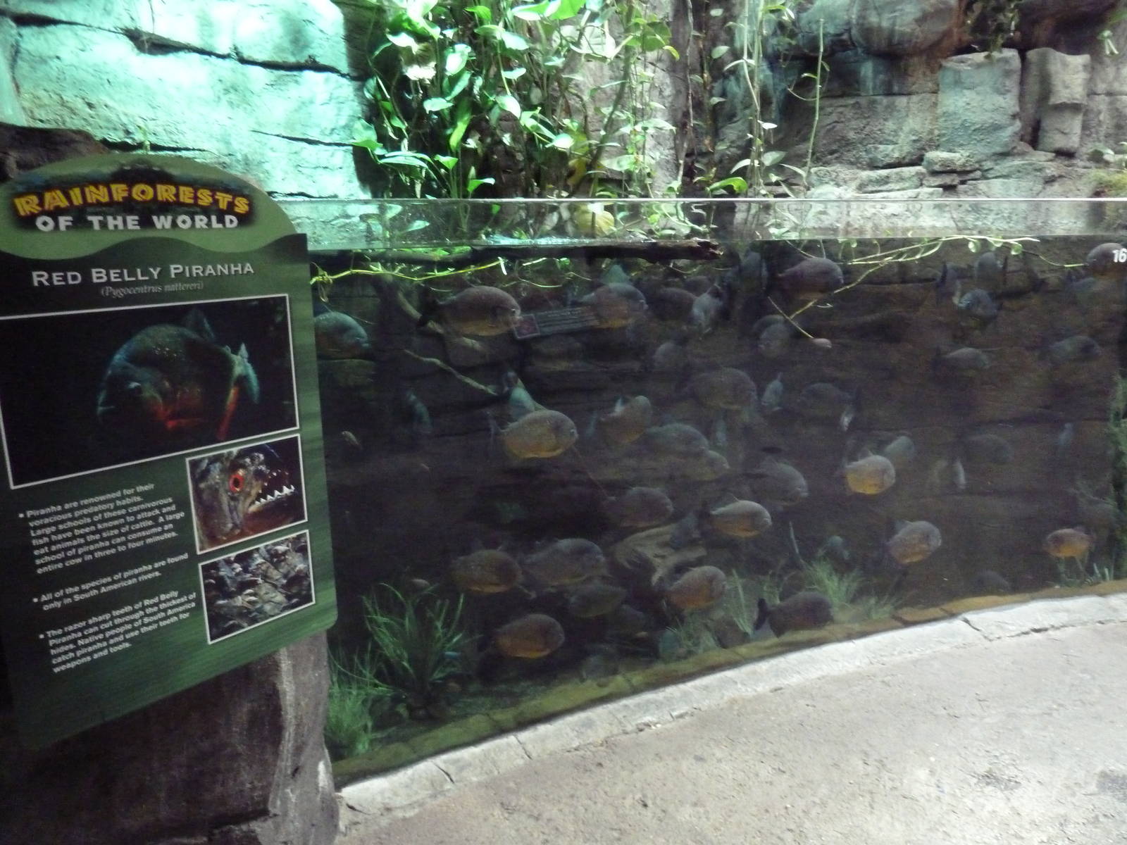 Rainforest - Piranha Exhibit