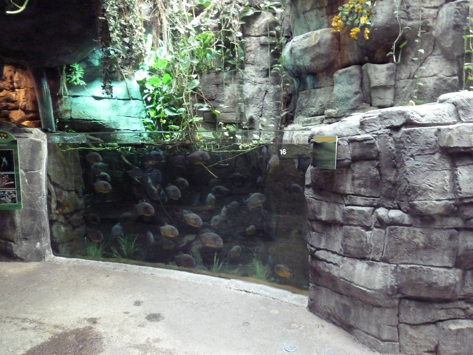 Rainforest - Piranha Exhibit