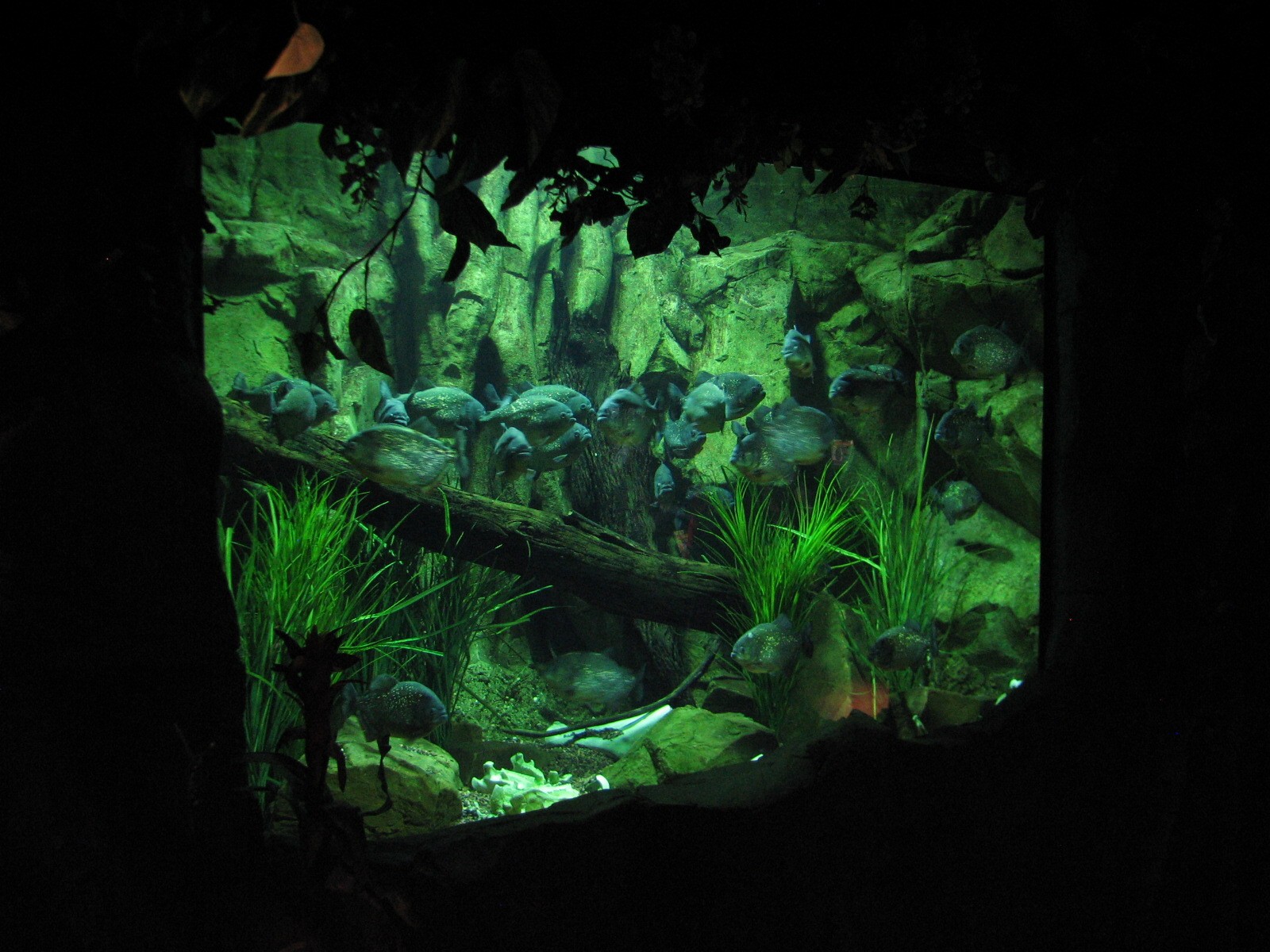 Rainforest - Piranha Exhibit