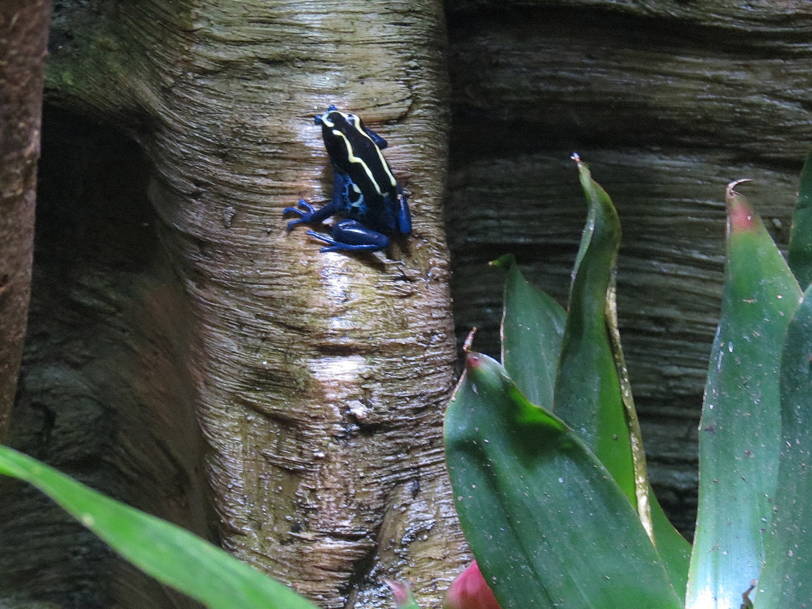 Rainforest - Poison Dart Frog Exhibit