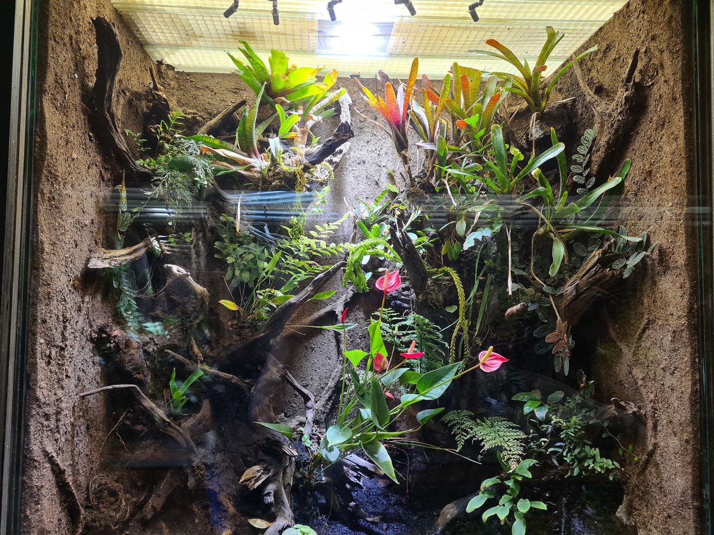 Rainforest - Poison frog enclosure in Tapir Terrarium building