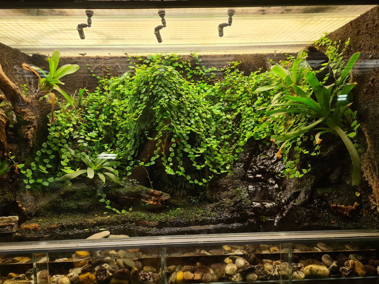 Rainforest - Poison frog enclosure in Tapir Terrarium building