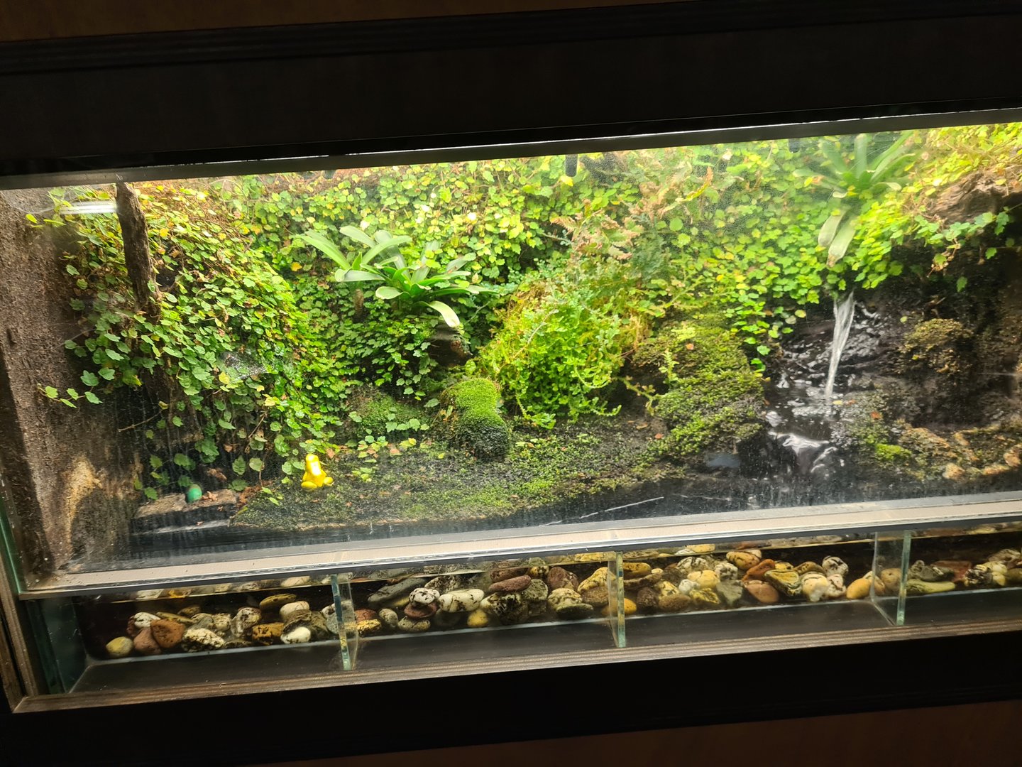 Rainforest - Poison frog enclosure in Tapir Terrarium building