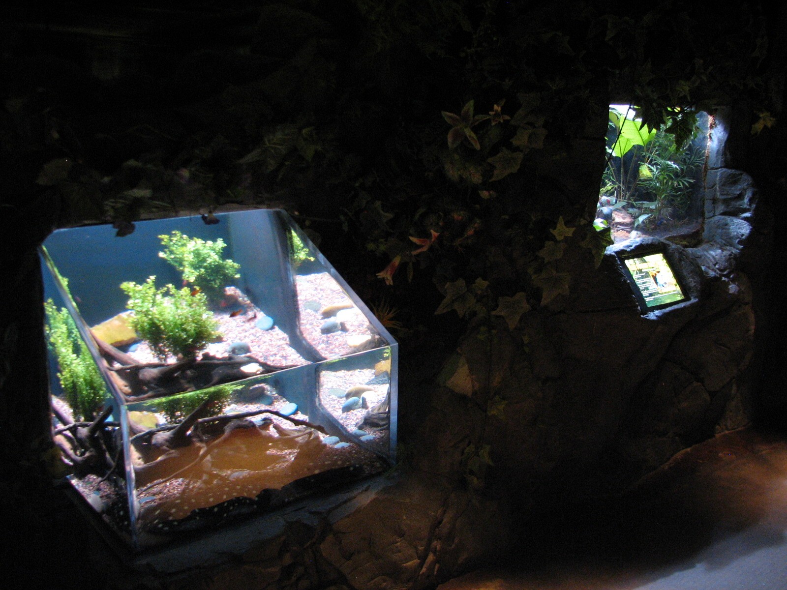 Rainforest - Polka-dot Stingray and Blue Poison Dart Frog Exhibits