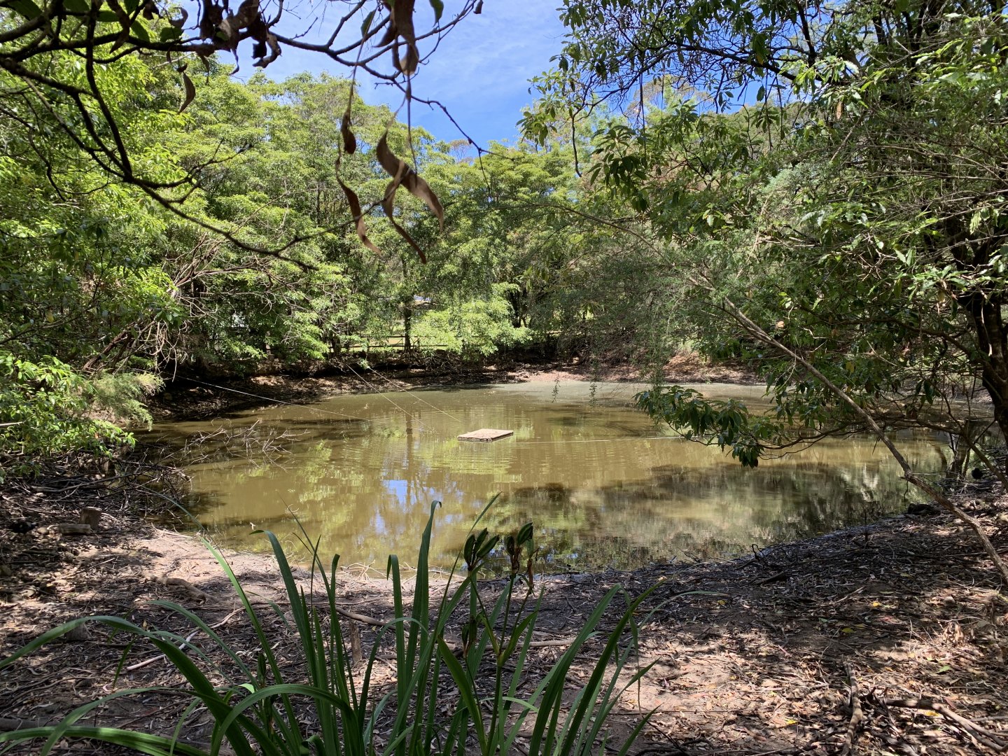Rainforest Pond (Potoroo Palace)