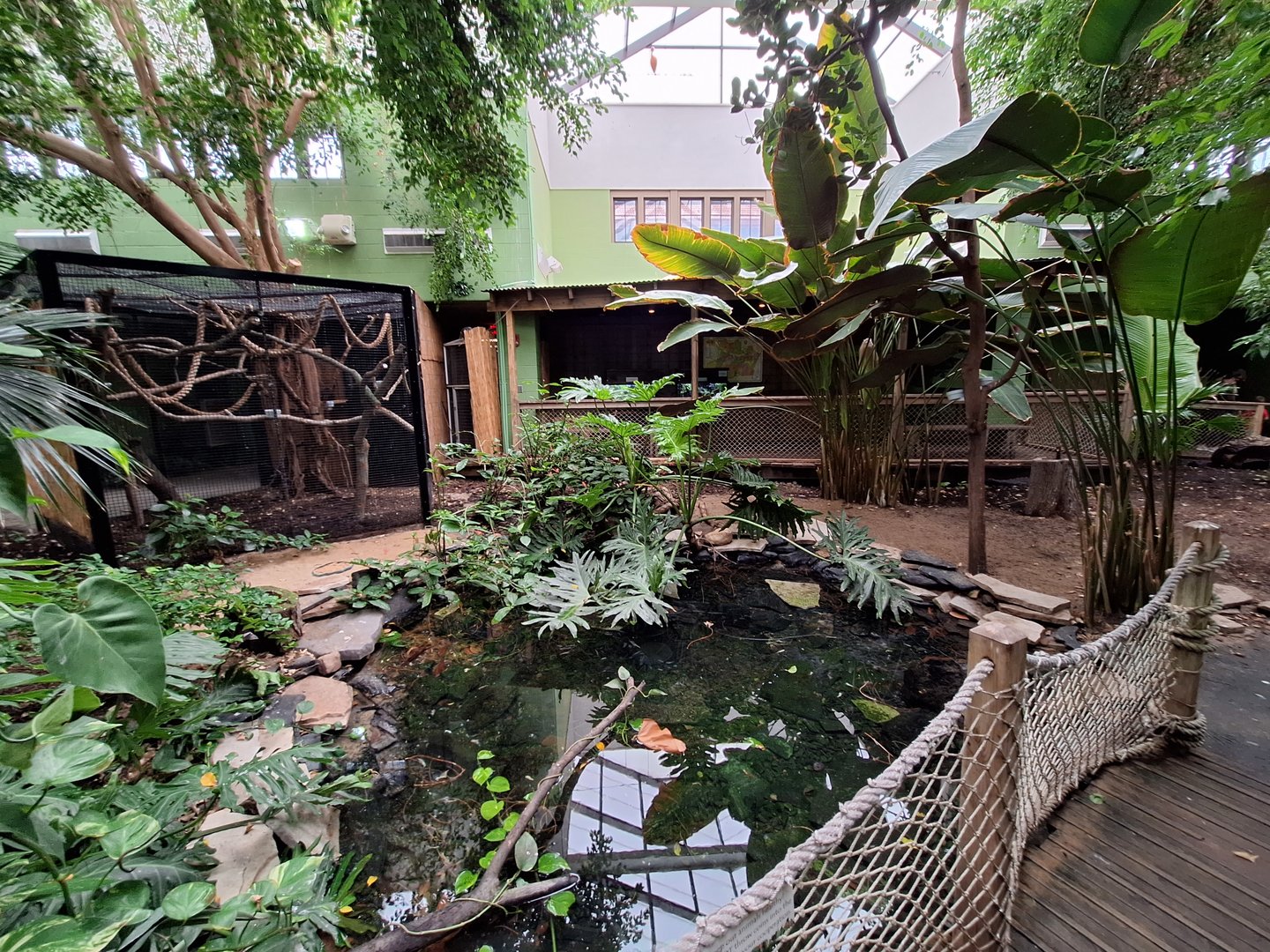 Rainforest pond